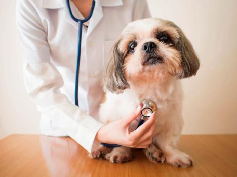 stockphotoyoungfemaleveterinariandoctorexaminingshihtzudogwithstethoscopeonthetableinveterinary791292313.jpg