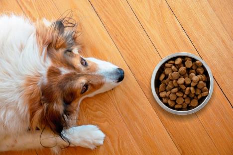 odbijanje-hrane-stockphotopetanorexiadogissickorboredsshepherddogandabowlwithdryfoodonwoodenfloor1728160738.jpg