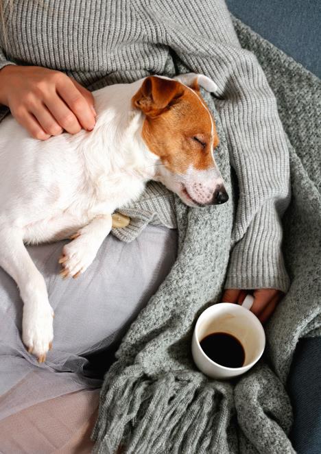 stockphotowomanincozyhomeclothesrelaxingathomewithsleepingdogjackrusselterrierdrinkingcoffee1557811400.jpg