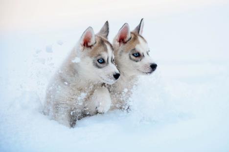 sad-samo-posmatraju-dogodine-ce-i-oni-u-trku-uz-svoju-majku---stockphotohuskypuppiesinsnow363432536.jpg