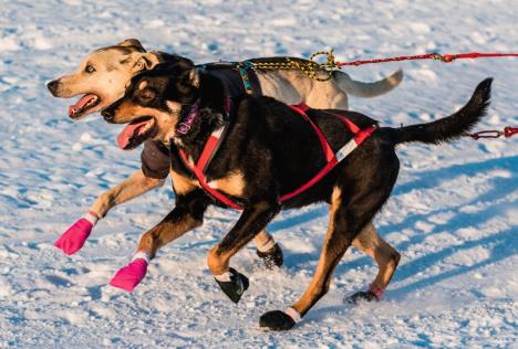 ni-ovde-se-ne-moze-bez-mode--cipele-stockphotofairbanksakusafebruarysleddogsrunningtheyukonquestinfairbanksalaska373050937.jpg