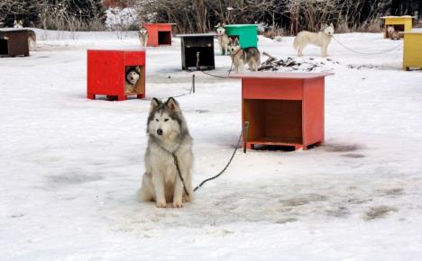 ni-ovde-se-ne-moze-bez-mode--kucice-stockphotosleddogteaminfrontboxcagewaitingfororders124940927.jpg