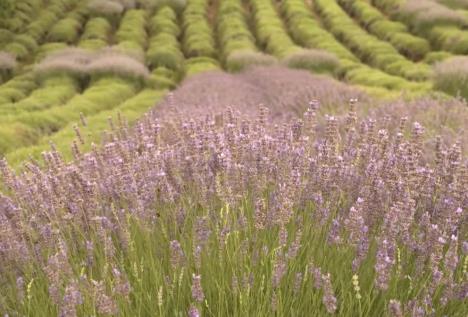 lavanda.jpg