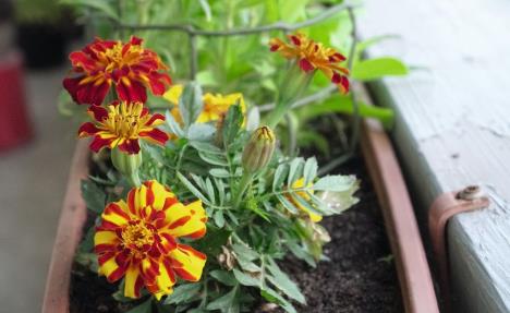 stockphotothefrenchmarigoldscolorfulsmallgardenblossomspottedintheflowerboxandthatgrowonthe1531033358.jpg