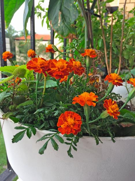 stockphotosmallfrenchmarigoldsfloweringinabalconypottedgardenbeingusedascompanionplants1384705301.jpg