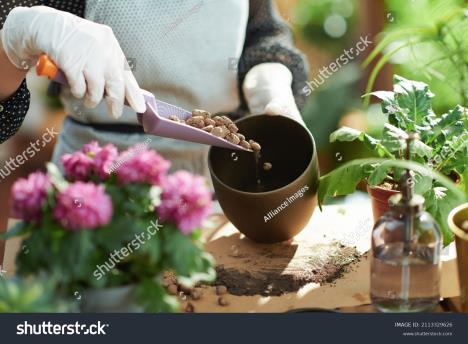 stockphotogreenhomecloseuponwomanwithpottedplantandexpandedclayinthehouseinsunnyday2113329626.jpg