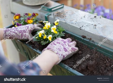 stockphotogardenershandsplantingflowersinpotwithdirtorsoilincontaineronterracebalconygarden1734099872.jpg