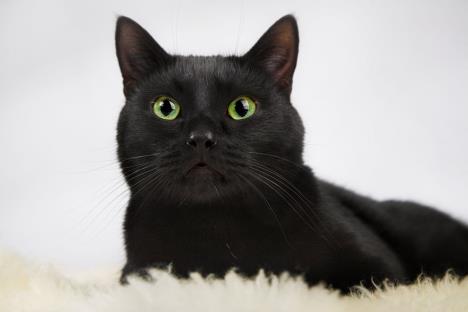 crna mačka ne donosi nesreću