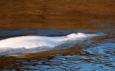 beluga01-ap-benoit-tessier.jpg