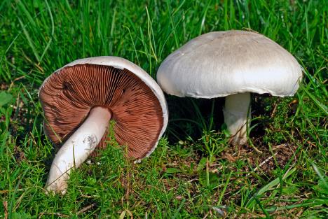 agaricus-campestrisshutterstock-1364155217.jpg