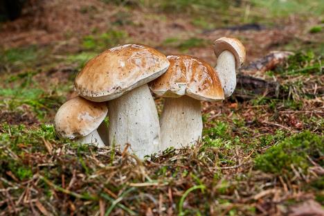 boletus-edulis-shutterstock-1155874048.jpg