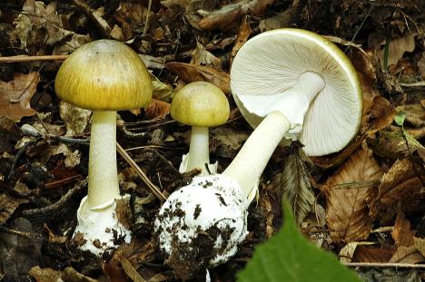 amanita-phalloides-shutterstock-1025387491.jpg