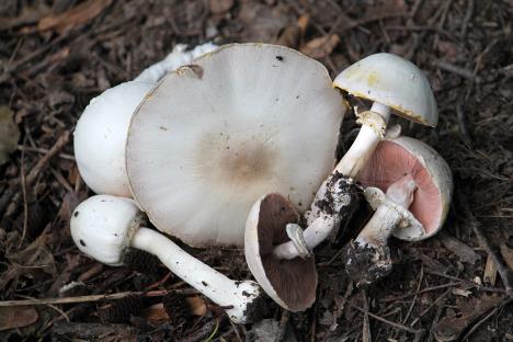 agaricus-xanthodermusshutterstock-1465659986.jpg