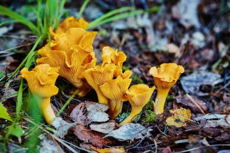 cantharellus-cibariusshutterstock-692199814.jpg