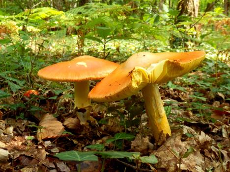 amanita-cesarea-shutterstock-309408935.jpg