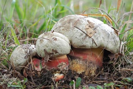 rubroboletus-satanas-shutterstock-1870972450.jpg