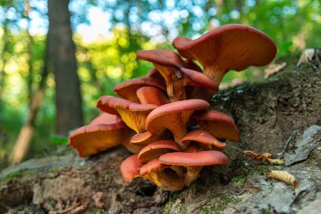 omphalotus-oleariusshutterstock-2036830361.jpg