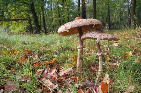 macrolepiota-procera-shutterstock-154752101.jpg