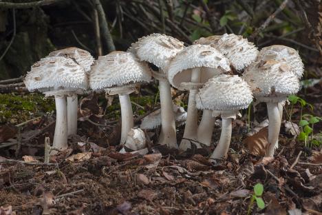 chlorophyllum-rhacodes-shutterstock-278148650.jpg