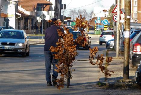 loznica--kupljen.jpg