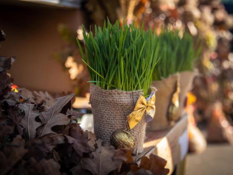 Badnjak,badnjaci,Badnji Dan