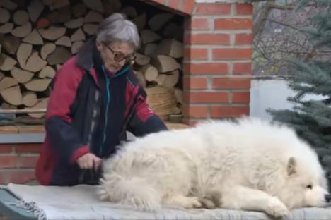 samojed-2.jpg