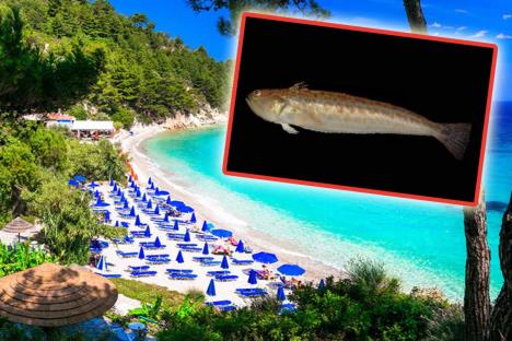 Sve češći ubodi dragon ribe u Grčkoj