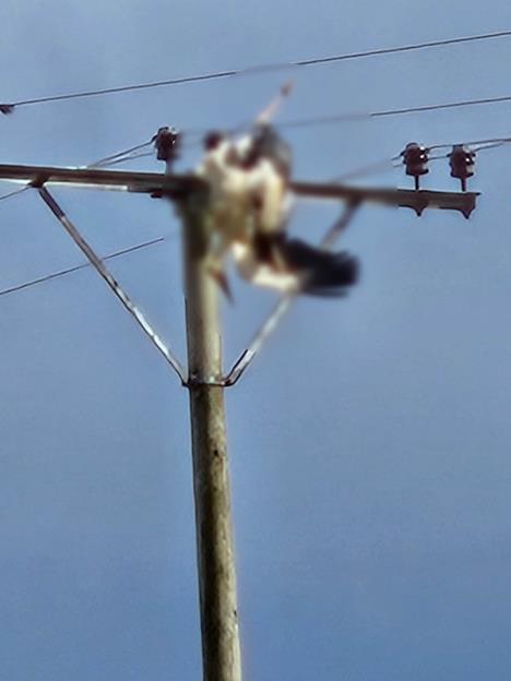 rode-stradale-od-elektrokucije1-novo-groblje-nis-foto-dzpps.jpg