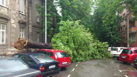 drvo-iscupano-beograd-oluja-vetar.jpg