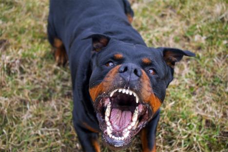 rottweiler.jpg