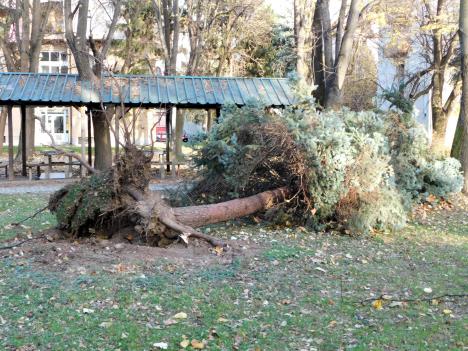 loznica--iscupano.jpg