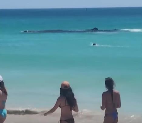 20231212-08-31-54beachgoers-touch-whale-straying-dangerously-close-to-perth-shore--youtube--m.jpg