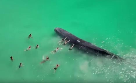 20231212-08-31-39beachgoers-touch-whale-straying-dangerously-close-to-perth-shore--youtube--m.jpg