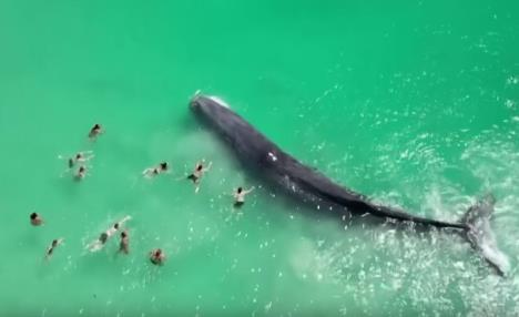 20231212-08-31-25beachgoers-touch-whale-straying-dangerously-close-to-perth-shore--youtube--m.jpg