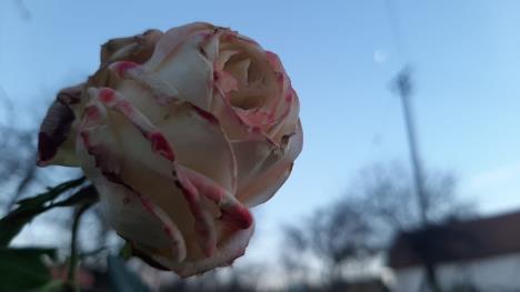 Još ne rascvetala ruža u krupnom kadru