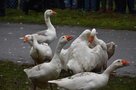 zenke-gakanjem-hrabre-muzjake-foto-s.u..jpg