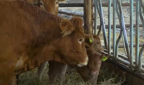 Miroslav Kiš,goveda,krave