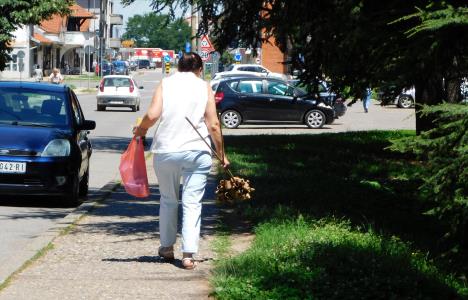 loznica--pocelo-kupovanje-lila.jpg