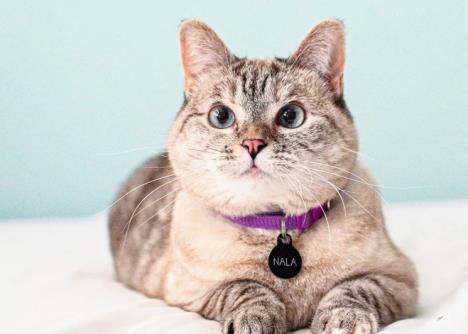 mačka Nala