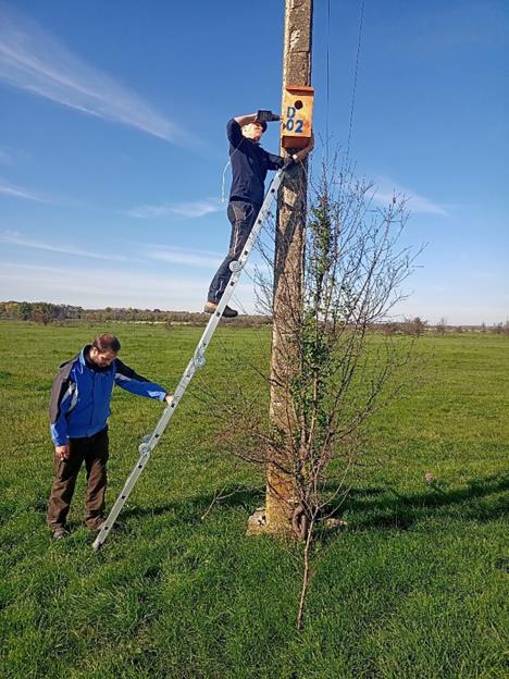 Postavljanje kutija za modrovrane, foto_Miloš Nikolić.jpg