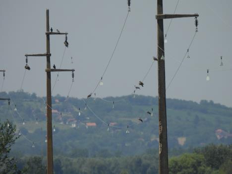 Primenjene zaštitne mere, diverteri, foto_Marko Šćiban (2).jpg