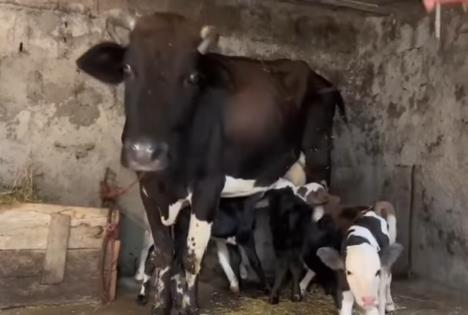 2024-11-01 14_19_14-Rare miracle_ Cow gives birth to 5 calves in rural Iranian farm without vet assi.jpg