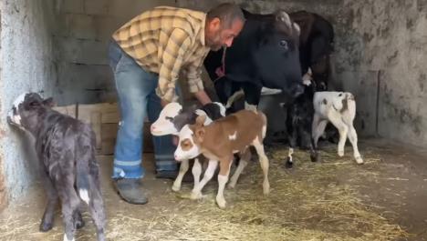 2024-11-01 14_18_50-Rare miracle_ Cow gives birth to 5 calves in rural Iranian farm without vet assi.png