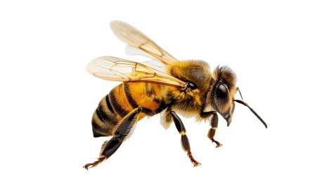 shutterstock_2477148171.jpg