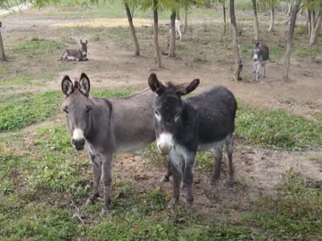 farma magaraca 3.jpg