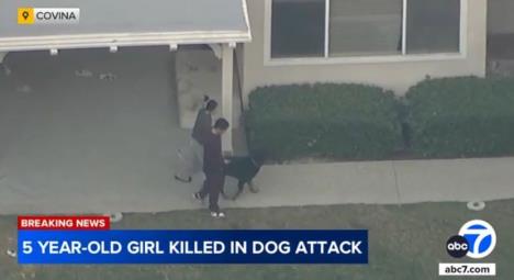 2024-12-12-082813-family-rottweiler-dogs-attack-уби-5-годишно-девојче-во-задниот двор-од-дома-во-кови-830x0.jpg