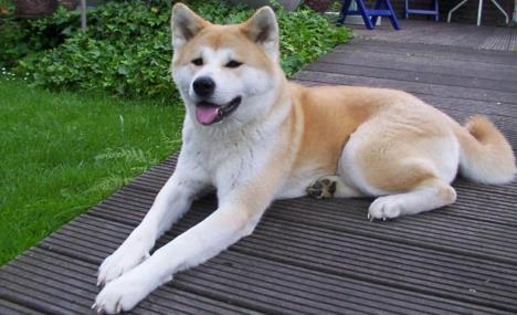 akita-pas-wikipedia.jpg