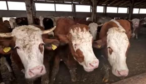 Jovana Parmaković ima veliko porodično gazdinstvo 1.png