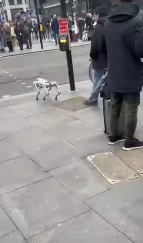 robot ljubimac 2.jpg