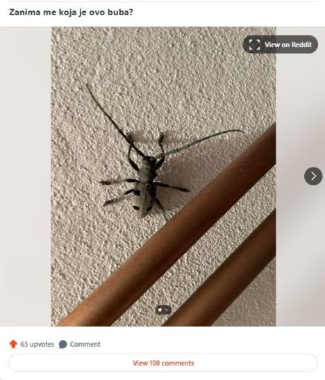 reddit buba.jpg